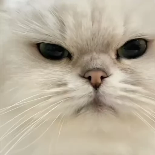 😡 Стикер «Видео набор стикеров с котиками» для Telegram