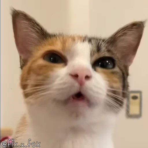 😸 Стикер «Видео набор стикеров с котиками» для Telegram