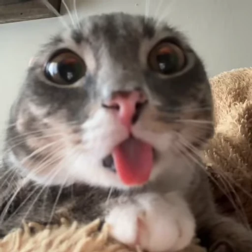 😛 Стикер «Видео набор стикеров с котиками» для Telegram