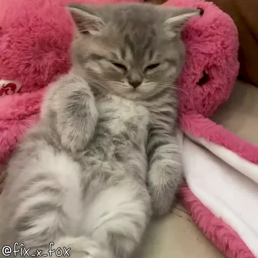 😴 Стикер «Видео набор стикеров с котиками» для Telegram