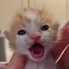 😱 Эмодзи «котеки» для Telegram