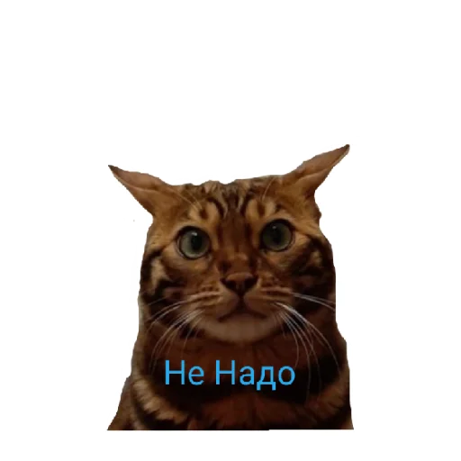 Стикерпак Котик лексус для Telegram — скачать