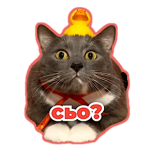 Стикерпак kotiynet для Telegram — скачать