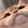 😶 Эмодзи «Котнота» для Telegram