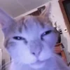 🙄 Эмодзи «Котнота» для Telegram