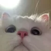 🥺 Эмодзи «Котнота» для Telegram