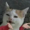 ⁉ Эмодзи «Котнота» для Telegram