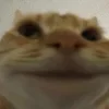 😊 Эмодзи «Котнота» для Telegram