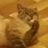 🤔 Эмодзи «Котнота» для Telegram