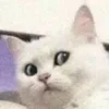 😨 Эмодзи «Котнота» для Telegram