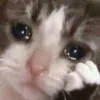 😥 Эмодзи «Котнота» для Telegram