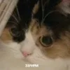 ❓ Эмодзи «Котнота» для Telegram