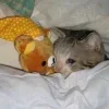 😴 Эмодзи «Котнота» для Telegram