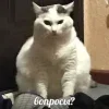 😠 Эмодзи «Котнота» для Telegram