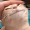 😊 Эмодзи «Котнота» для Telegram