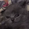 😶 Эмодзи «Котнота» для Telegram