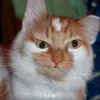 ❓ Эмодзи «Котнота» для Telegram