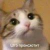 🙄 Эмодзи «Котнота» для Telegram