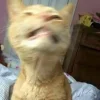 🤬 Эмодзи «Котнота» для Telegram
