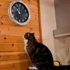 🕒 Эмодзи «Котнота» для Telegram