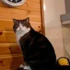 🕒 Эмодзи «Котнота» для Telegram