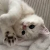 😸 Эмодзи «Котнота» для Telegram
