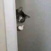 🖕 Эмодзи «Котнота» для Telegram