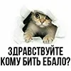 🤩 Эмодзи «Котнота» для Telegram