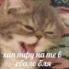 💦 Эмодзи «Котнота» для Telegram