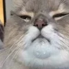 🤤 Эмодзи «Котнота» для Telegram