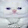 🐁 Эмодзи «Котнота» для Telegram