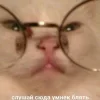 🧐 Эмодзи «Котнота» для Telegram