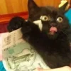 💰 Эмодзи «Котнота» для Telegram