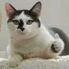 👍 Эмодзи «Котнота» для Telegram
