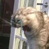 😭 Эмодзи «Котнота» для Telegram