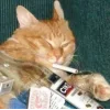 🚬 Эмодзи «Котнота» для Telegram