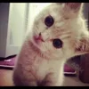 🐱 Эмодзи «Котнота» для Telegram