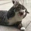 😭 Эмодзи «Котнота» для Telegram