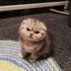 😠 Эмодзи «Котнота» для Telegram