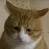 😔 Эмодзи «Котнота» для Telegram