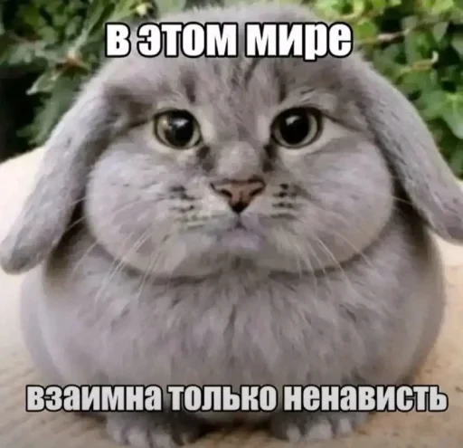 🤩 Стикер «Котокролик» для Telegram