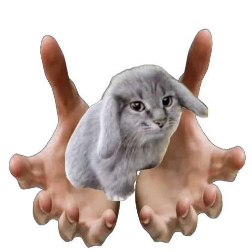 🤲 Стикер «Котокролик» для Telegram
