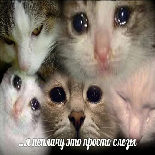 😭 Стикер «memy pró kotov (po rzhatí)» для Telegram