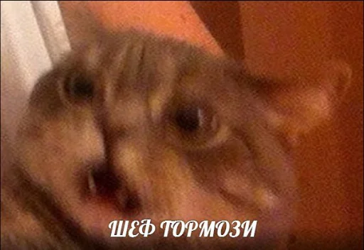 😱 Стикер «memy pró kotov (po rzhatí)» для Telegram