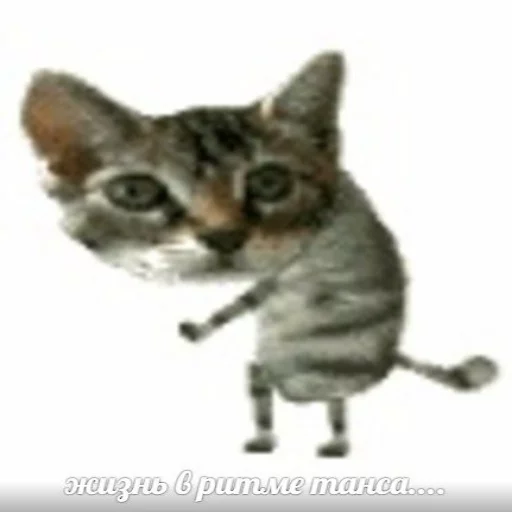 Стикерпак memy pró kotov (po rzhatí) для Telegram — скачать