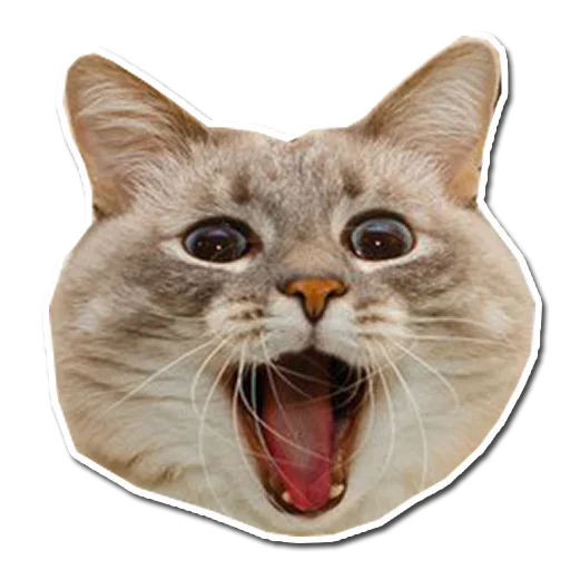 Стикерпак Котончик для Telegram — скачать