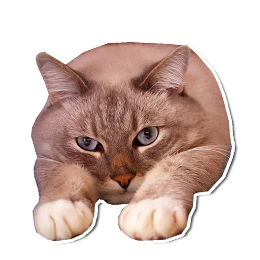 🤯 Стикер «Котончик» для Telegram