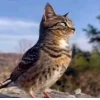Эмодзи Котосовы для Telegram — скачать