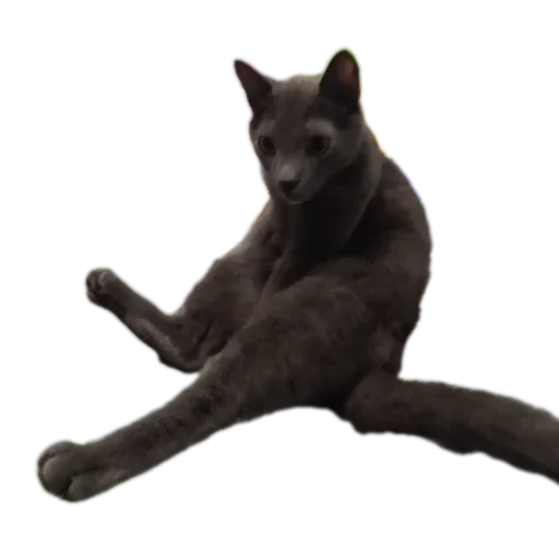 Стикерпак Котские коты для Telegram — скачать