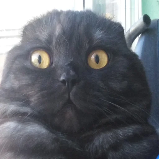 👤 Стикер «Kott_ssbornik» для Telegram